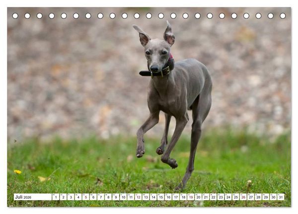 Produktbild: Windspiel Sch&ouml;nheiten (Tischkalender 2026 DIN A5 quer), CALVENDO Monatskalender