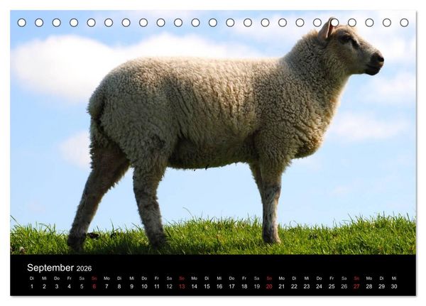Produktbild: Schafe in Dithmarschen (Tischkalender 2026 DIN A5 quer), CALVENDO Monatskalender