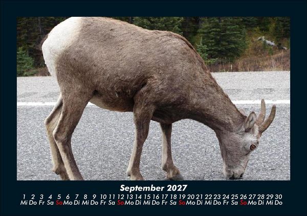 Produktbild: Der Tierkalender 2027 Fotokalender DIN A5