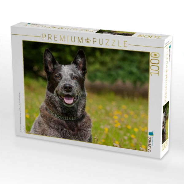 Produktbild: CALVENDO Puzzle Ein Motiv aus dem Kalender Power auf 4 Pfoten. Australian Cattle Dog | 1000 Teile Lege-Gr&ouml;&szlig;e 64x48cm Foto-Puzzle f&uuml;r gl&uuml;ckliche Stunden