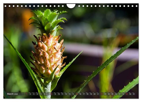 Produktbild: Amazing Costa Rica (Wall Calendar 2026 DIN A4 landscape), CALVENDO 12 Month Wall Calendar
