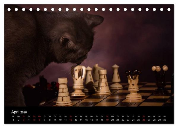 Produktbild: Schokoladige Britisch Kurzhaar Katzen (Tischkalender 2026 DIN A5 quer), CALVENDO Monatskalender