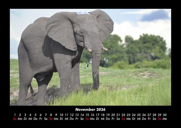 Produktbild: Der Elefantenkalender 2026 Fotokalender DIN A3