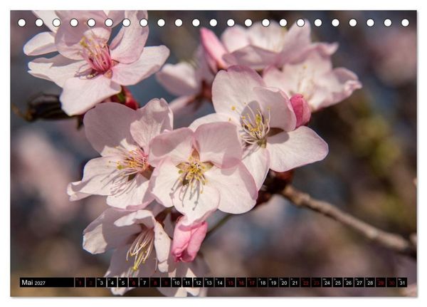 Produktbild: Fr&uuml;hlingsbl&uuml;her - Farbenpracht nach dem Winter (Tischkalender 2027 DIN A5 quer), CALVENDO Monatskalender