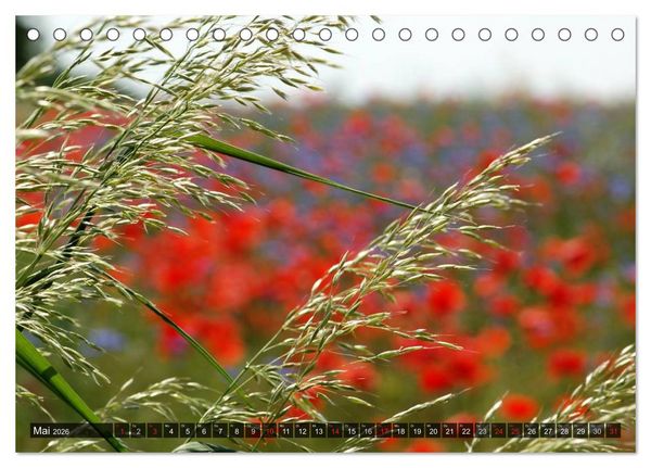 Produktbild: Farbtupfer auf sommerlichen Feldern - Mohn und Kornblumen (Tischkalender 2026 DIN A5 quer), CALVENDO Monatskalender
