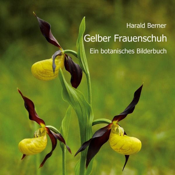 Produktbild: Gelber Frauenschuh