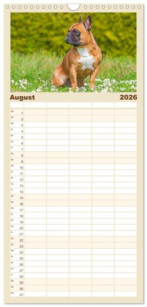 Produktbild: Familienplaner 2026 - Kleine Helden - Franz&ouml;sische Bulldoggen mit 5 Spalten (Wandkalender, 21 x 45 cm) CALVENDO
