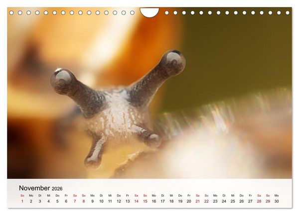 Produktbild: Verborgene Wunder (Wandkalender 2026 DIN A4 quer), CALVENDO Monatskalender