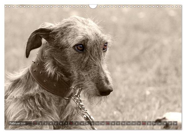 Produktbild: Windhunde eye-catcher (Wandkalender 2026 DIN A3 quer), CALVENDO Monatskalender
