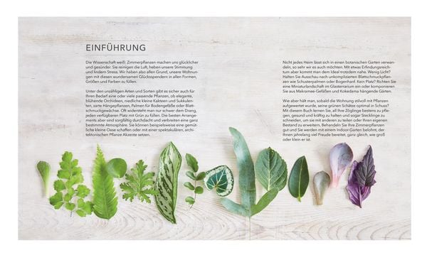 Das große Buch der Zimmerpflanzen