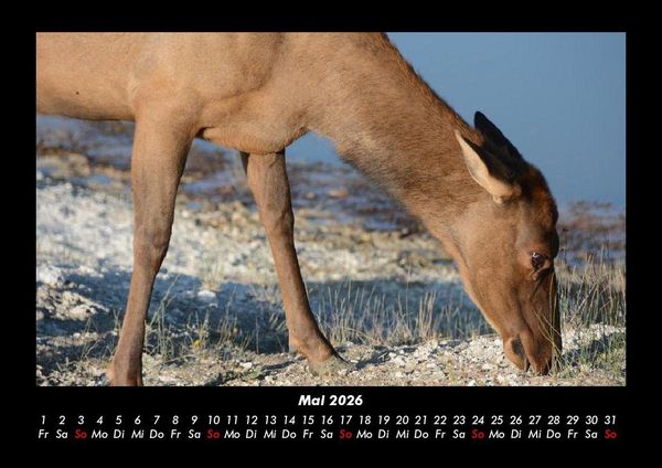Produktbild: Welt der Tiere 2026 Fotokalender DIN A3