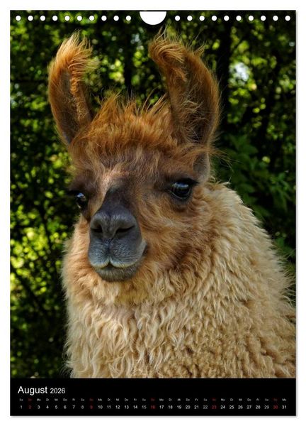 Produktbild: LAMAS (Wandkalender 2026 DIN A4 hoch), CALVENDO Monatskalender