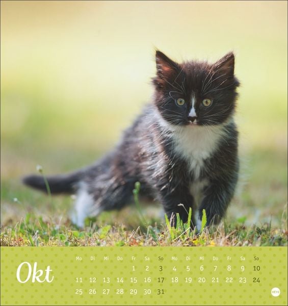 Produktbild: Katzen Postkartenkalender Kleine Tiger 2027