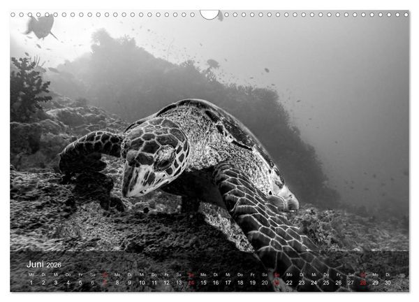 Produktbild: Schildkr&ouml;ten des Ozeans (Wandkalender 2026 DIN A3 quer), CALVENDO Monatskalender