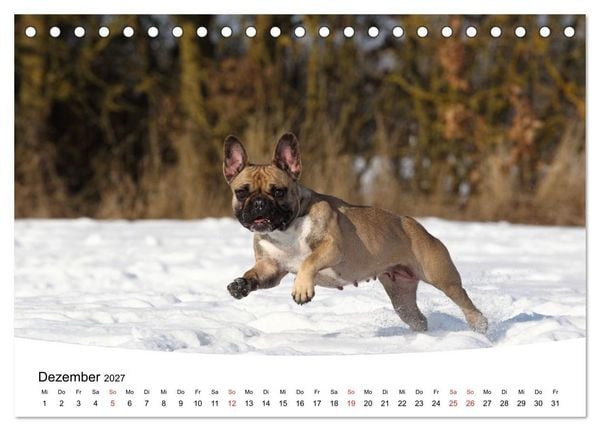 Produktbild: Bullys - Franz&ouml;sische Bulldoggen 2027 (Tischkalender 2027 DIN A5 quer), CALVENDO Monatskalender