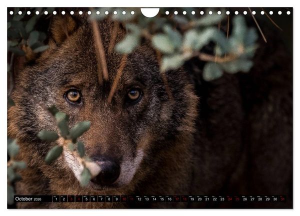 Produktbild: Wolves, Wild Spirits (Wall Calendar 2026 DIN A4 landscape), CALVENDO 12 Month Wall Calendar