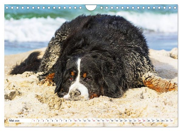 Produktbild: Faszinierende Sch&ouml;nheit Berner Sennenhund (Wandkalender 2026 DIN A4 quer), CALVENDO Monatskalender