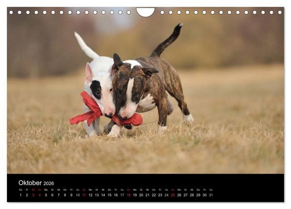 Produktbild: Bullterrier 2026 - Kleine Clowns mit gro&szlig;em Herz (Wandkalender 2026 DIN A4 quer), CALVENDO Monatskalender