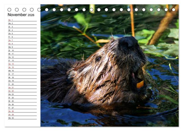 Produktbild: Das Familienleben der Biber (Tischkalender 2026 DIN A5 quer), CALVENDO Monatskalender