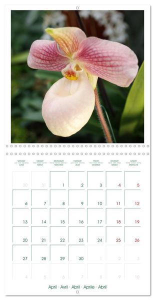 Produktbild: Orchid&eacute;es fantastiques (Calendrier mural carr&eacute; 2026 30x30 cm) Calendrier double avec une page pour vos prises de notes