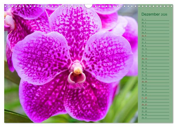 Produktbild: Farbzauber Natur Orchideen - CH Version (Wandkalender 2026 DIN A3 quer), CALVENDO Monatskalender