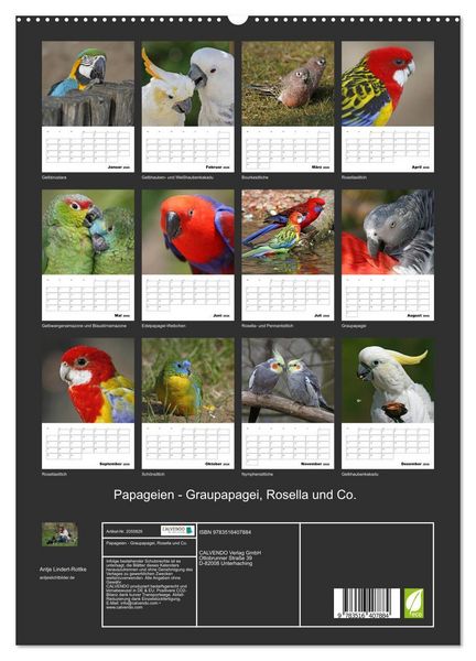 Produktbild: Papageien - Graupapagei, Rosella und Co. (hochwertiger Premium Wandkalender 2026 DIN A2 hoch), Kunstdruck in Hochglanz