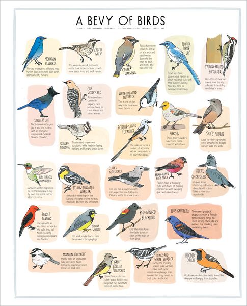Produktbild: Nature Anatomy Posters
