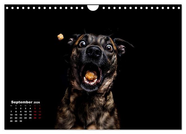 Produktbild: Leckerchen! (Wandkalender 2026 DIN A4 quer), CALVENDO Monatskalender