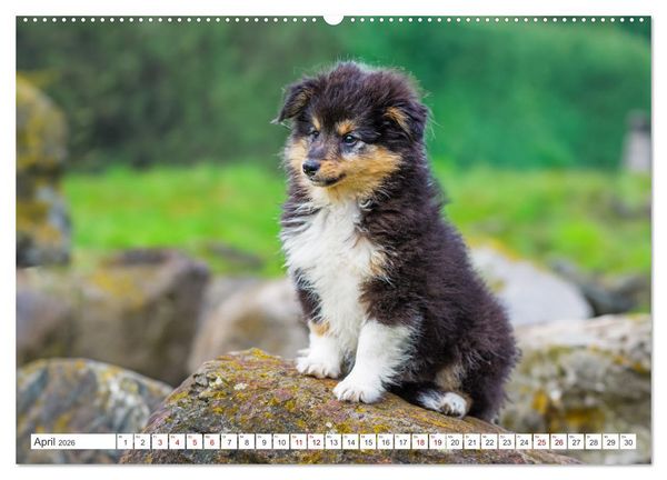 Produktbild: Sheltie - Ein St&uuml;ck vom Gl&uuml;ck (Wandkalender 2026 DIN A2 quer), CALVENDO Monatskalender