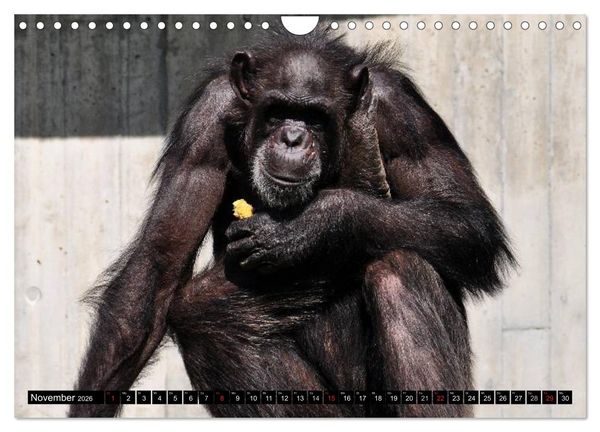 Produktbild: Schimpansen (Wandkalender 2026 DIN A4 quer), CALVENDO Monatskalender
