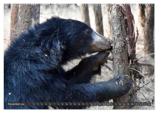 Produktbild: Tiere Indiens close up (hochwertiger Premium Wandkalender 2026 DIN A2 quer), Kunstdruck in Hochglanz