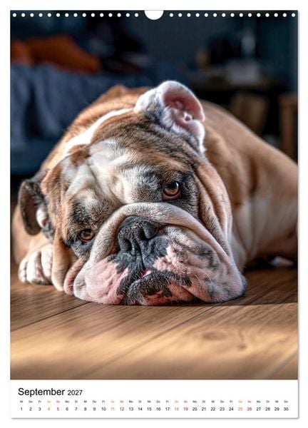Produktbild: English Bulldog - F&uuml;r Liebhaber britischer Originale (Wandkalender 2027 DIN A3 hoch), CALVENDO Monatskalender