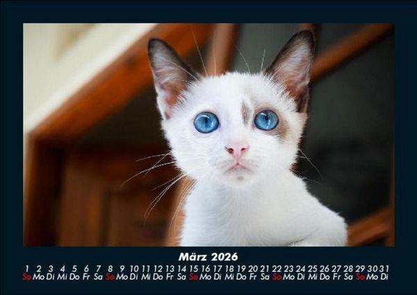 Produktbild: F&uuml;r Katzenfreunde 2026 Fotokalender DIN A5