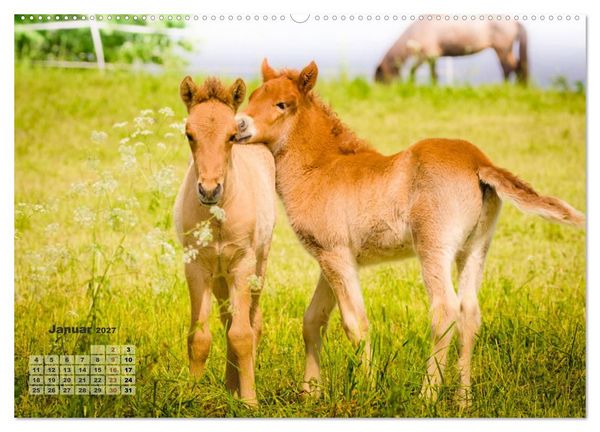 Produktbild: Wunderbare Fohlen (hochwertiger Premium Wandkalender 2027 DIN A2 quer), Kunstdruck in Hochglanz