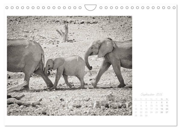 Produktbild: Elefanten in Etosha (Wandkalender 2026 DIN A4 quer), CALVENDO Monatskalender
