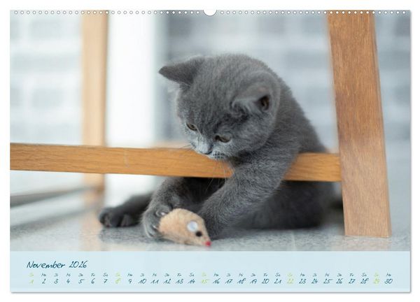 Produktbild: Ein kleiner Kater entdeckt die Welt! (Wandkalender 2026 DIN A2 quer), CALVENDO Monatskalender