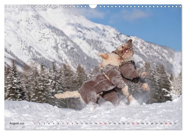 Produktbild: Lagotto Romagnolo Tanzende Tr&uuml;ffelnasen (Wandkalender 2026 DIN A3 quer), CALVENDO Monatskalender