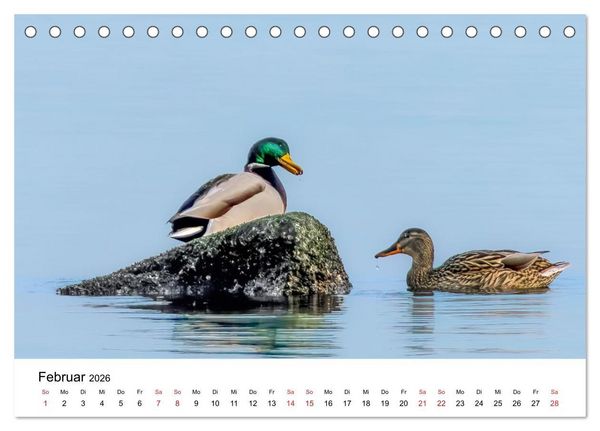 Produktbild: Wasserv&ouml;gel der Ostsee - Impressionen aus der L&uuml;becker Bucht (Tischkalender 2026 DIN A5 quer), CALVENDO Monatskalender