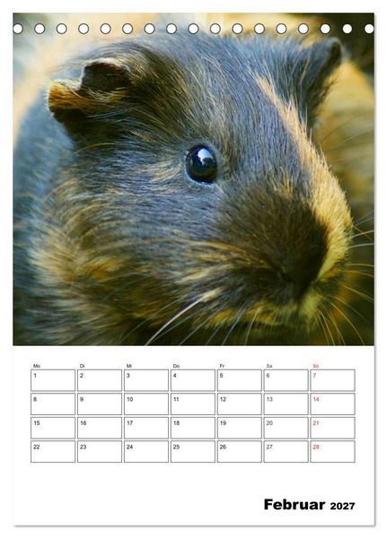Produktbild: Meerschweinchen Terminplaner (Tischkalender 2027 DIN A5 hoch), CALVENDO Monatskalender