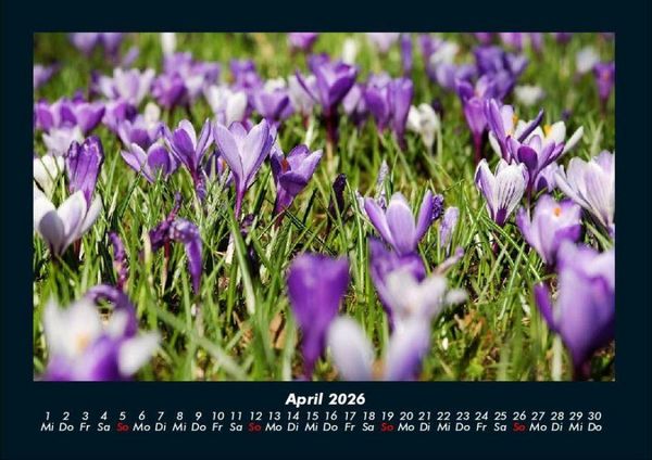 Produktbild: Blumentr&auml;ume 2026 Fotokalender DIN A4
