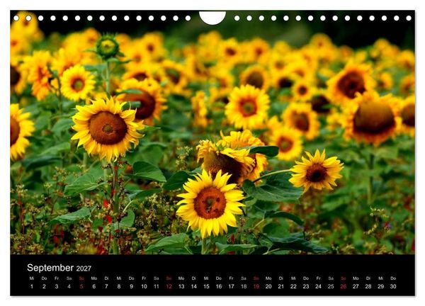 Produktbild: Sonnenblumen (Wandkalender 2027 DIN A4 quer), CALVENDO Monatskalender