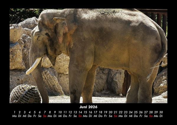 Produktbild: Der Elefantenkalender 2026 Fotokalender DIN A3