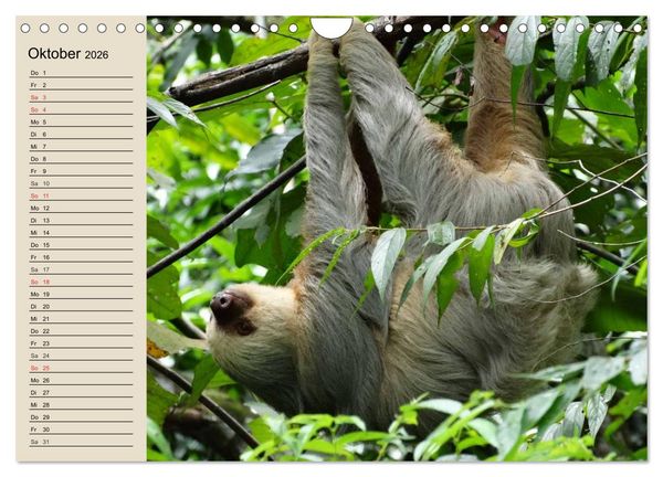 Produktbild: Regenwald. Tiere im Dschungel (Wandkalender 2026 DIN A4 quer), CALVENDO Monatskalender