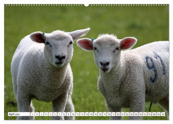 Produktbild: Heimische Tiere (hochwertiger Premium Wandkalender 2026 DIN A2 quer), Kunstdruck in Hochglanz