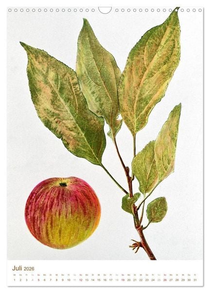 Produktbild: Obstb&auml;ume: Botanische Zeichnungen und historische Stiche (Wandkalender 2026 DIN A3 hoch), CALVENDO Monatskalender