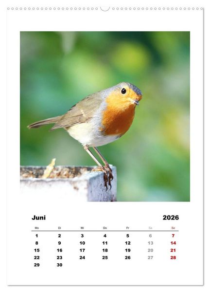 Produktbild: Rotkehlchen, s&uuml;&szlig;e kleine Knutschkugeln (Wandkalender 2026 DIN A2 hoch), CALVENDO Monatskalender