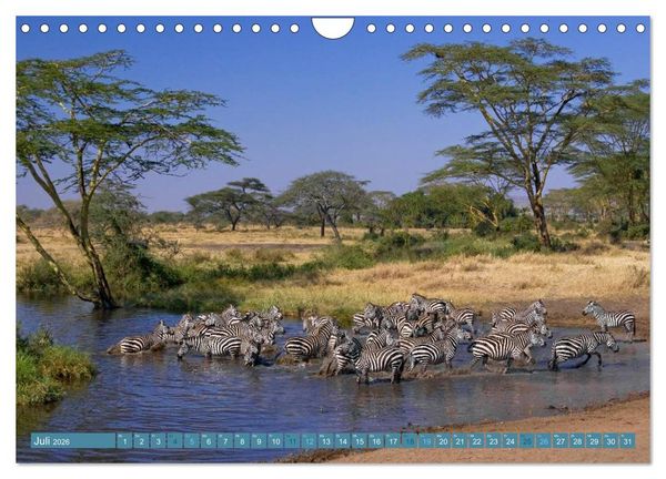 Produktbild: Afrikas Tierwelt: Zebras (Wandkalender 2026 DIN A4 quer), CALVENDO Monatskalender