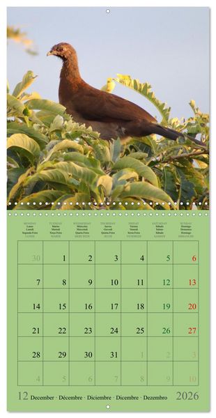 Produktbild: Costa Rican Birds (Wall Calendar 2026 12 &times; 12 Inch) CALVENDO 12 Month Wall Calendar