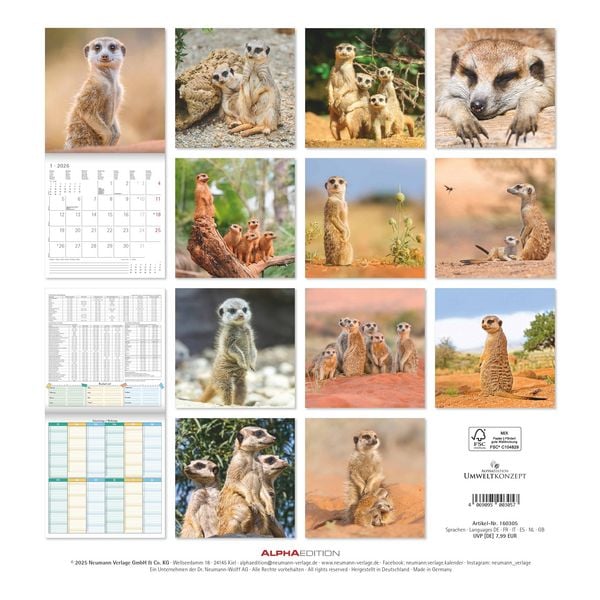 Produktbild: Alpha Edition - Erdmännchen 2026 Broschürenkalender, 30x30cm, Wandkalender mit P