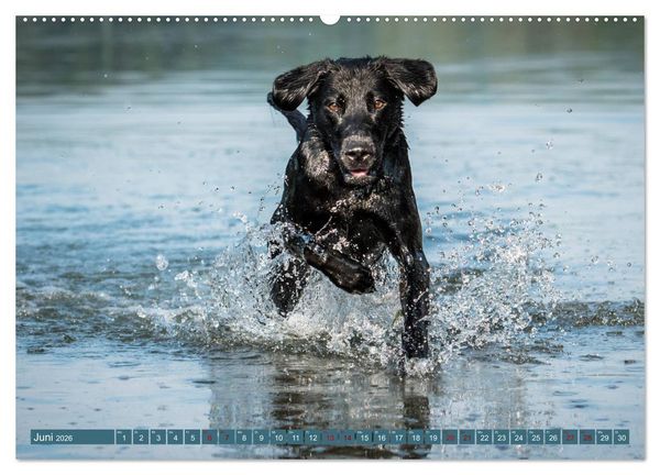 Produktbild: Labrador Trio - 3 Farben, 3 Freunde (hochwertiger Premium Wandkalender 2026 DIN A2 quer), Kunstdruck in Hochglanz
